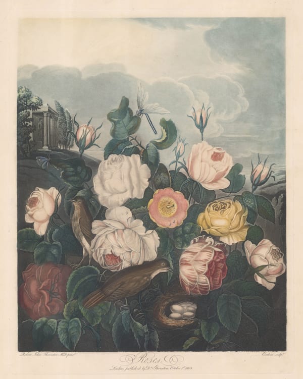 Dr. Robert Thornton, Roses, 1805