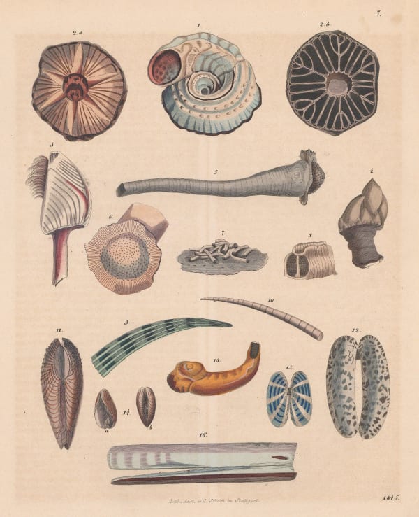 Carl Hoffmann, Shells - Mollusc and Sea Snail Shells, 1845