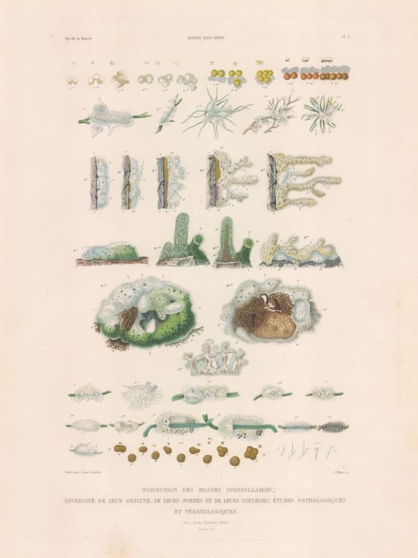 Auguste-Nicolas Vaillant, Sea Sponges, 1850 c.