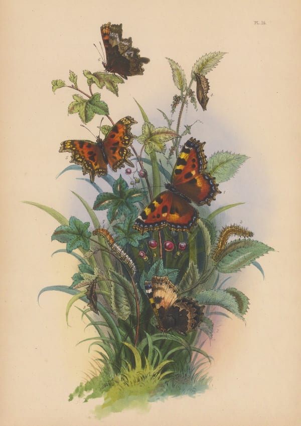Henry Noel Humphreys, Butterflies - Small Tortoiseshell and Comma butterflies, 1859