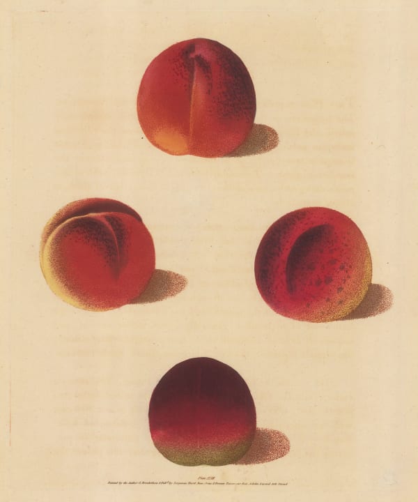 George Brookshaw, Peach - Varieties, 1817