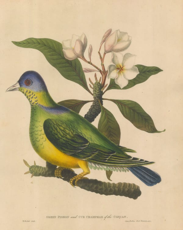 James Forbes, Pigeon - Green Pigeon and Champa Tree, 1813