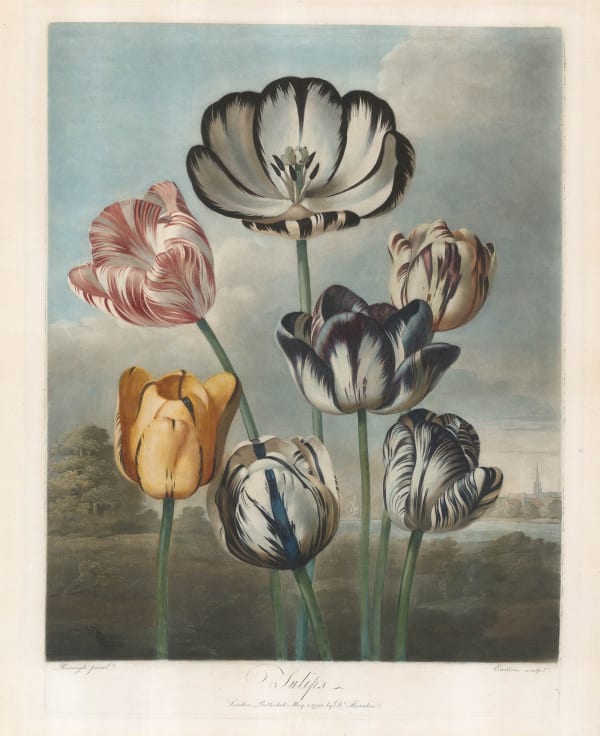 Dr. Robert Thornton, Tulips, 1798