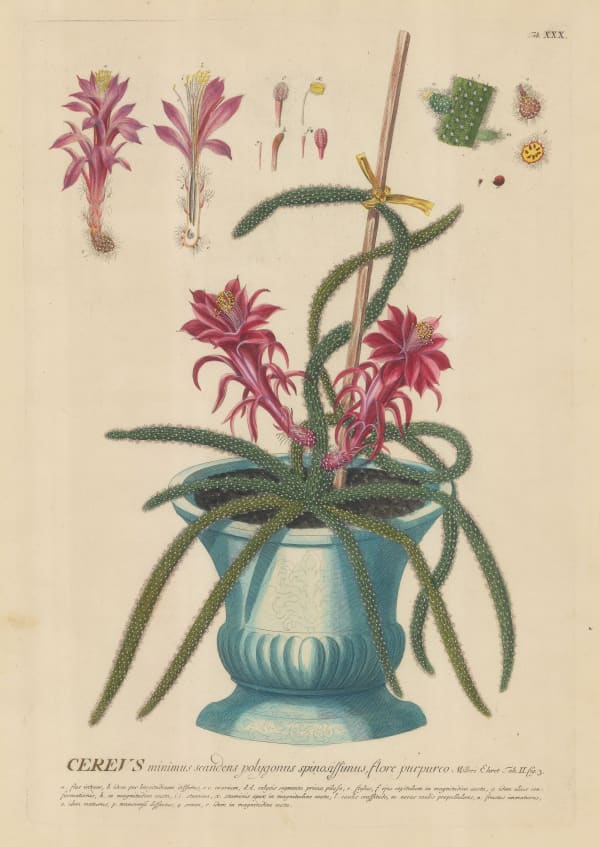 George Dionysus Ehret, Cactus, 1752