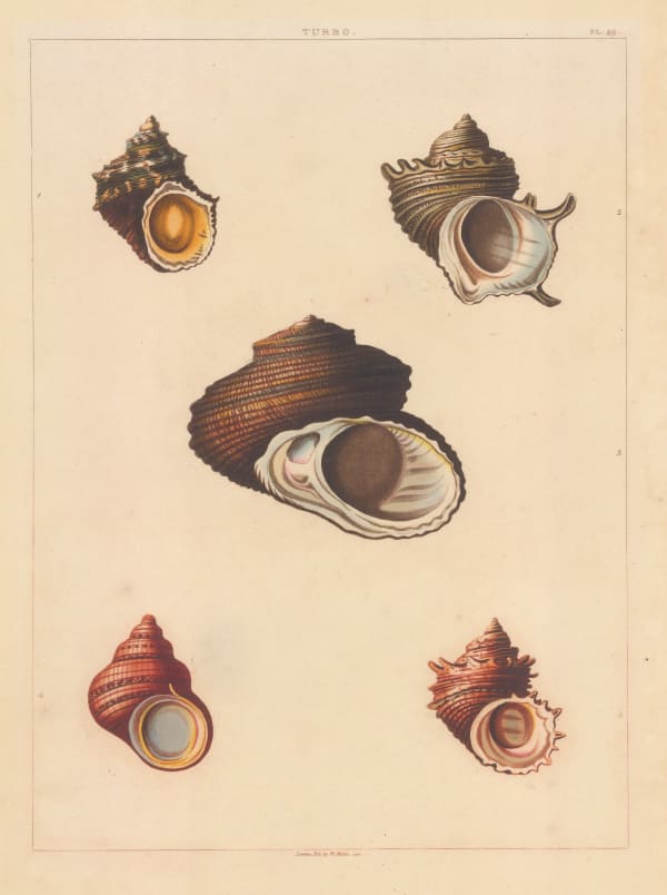George Perry, Shells - Univalves, 1810