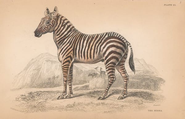Sir William Jardine, Zebra, 1843