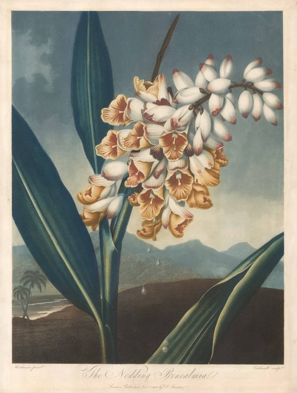 Dr. Robert Thornton, Renealmia - Nodding Renealmia, 1801