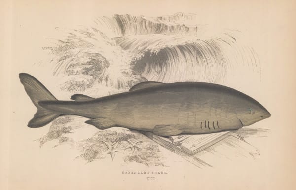 Jonathan Couch, Shark - Greenland Shark, 1878