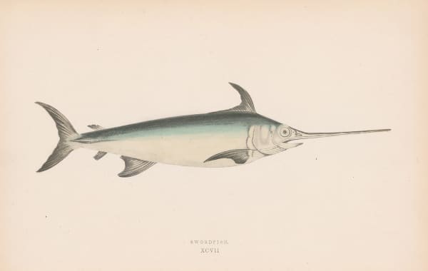 Jonathan Couch, Swordfish, 1878