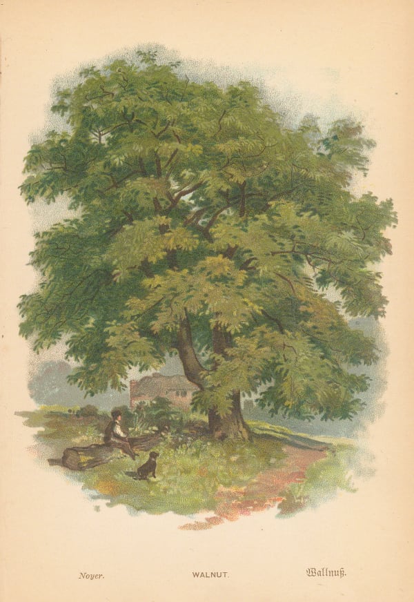 George Boulger, Walnut Tree, 1875