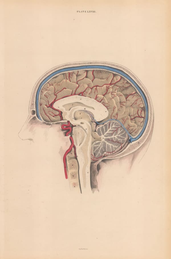 William Home Lizars, Anatomy - Brain, 1822 c.
