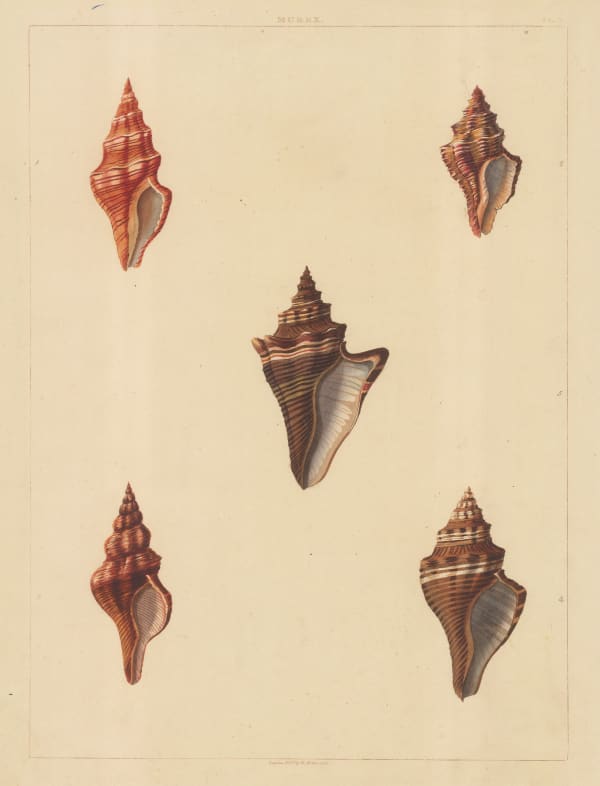 George Perry, Shells - Univalves, 1810