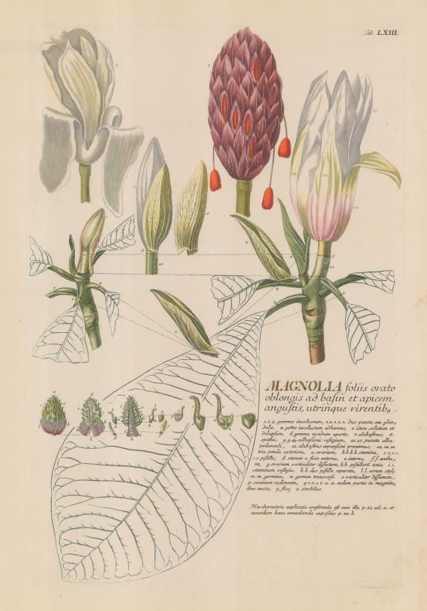 George Dionysus Ehret, Magnolia, 1765