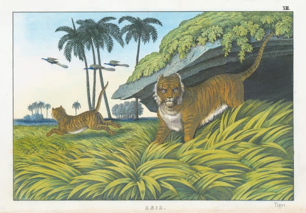 Edmonston & Douglas, Tigers, 1862