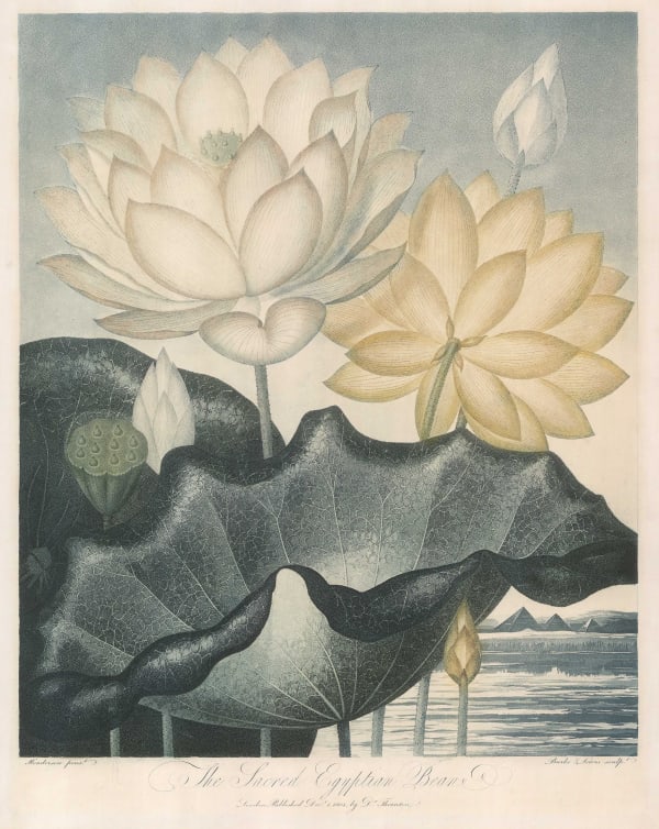 Dr. Robert Thornton, Lotus - Sacred Egpytian Bean, 1804