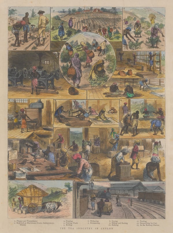 The Graphic Magazine, Sri Lanka - Tea Industry in Ceylon, 1888