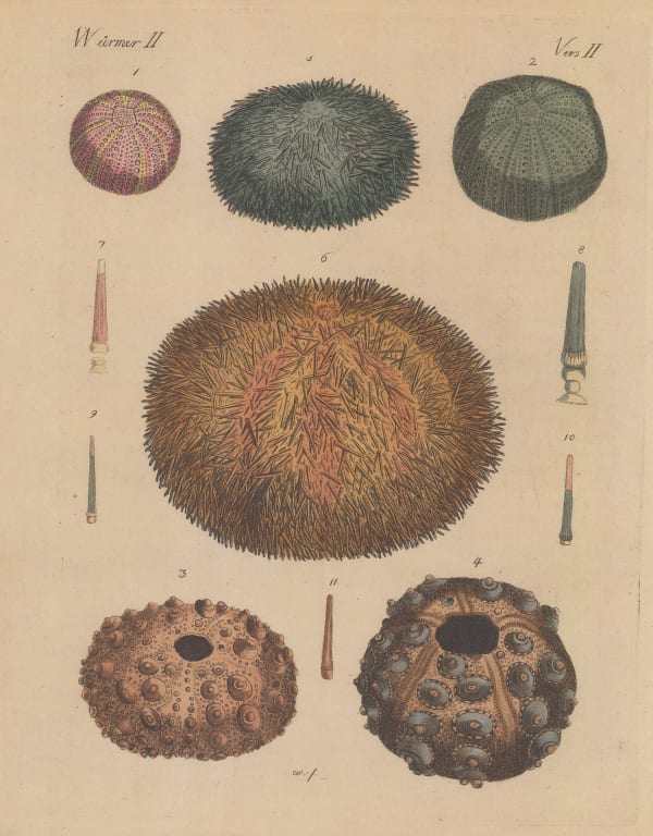 Friedrich Justin Bertuch, Sea Urchins, 1798