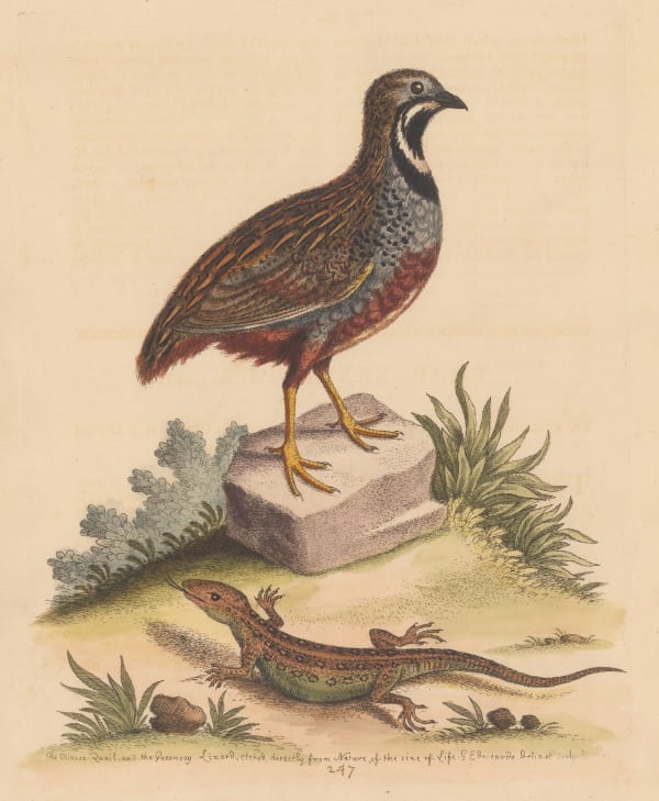 George Edwards, Quail - Chinese Fighting Quail and Guernsey Sand Lizard, Framed, 1758