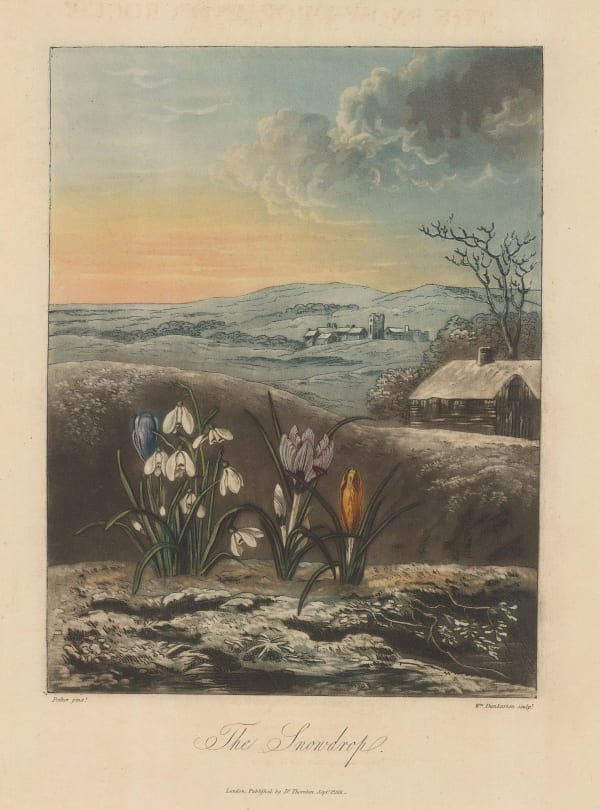 Dr. Robert Thornton, Snowdrop, 1812