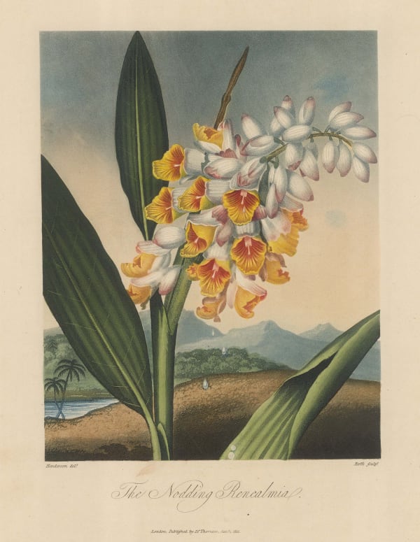 Dr. Robert Thornton, Remealmia - Nodding Remealmia, 1812