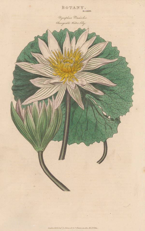 John Good, Waterlily, 1813
