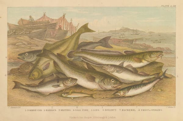 Oliver Goldsmith, Ocean Fish, 1876
