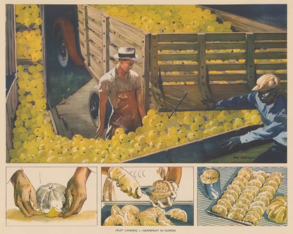 Alex Packham, Florida - Grapefruit Canning in Florida, 1940