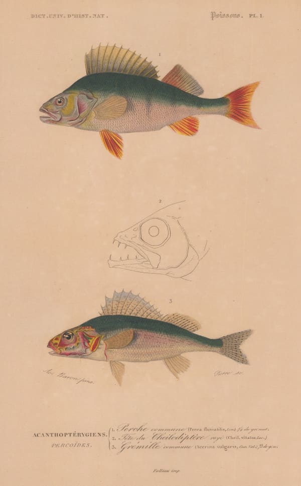 Charles d'Orbigny, Perch and Ruffe, 1849