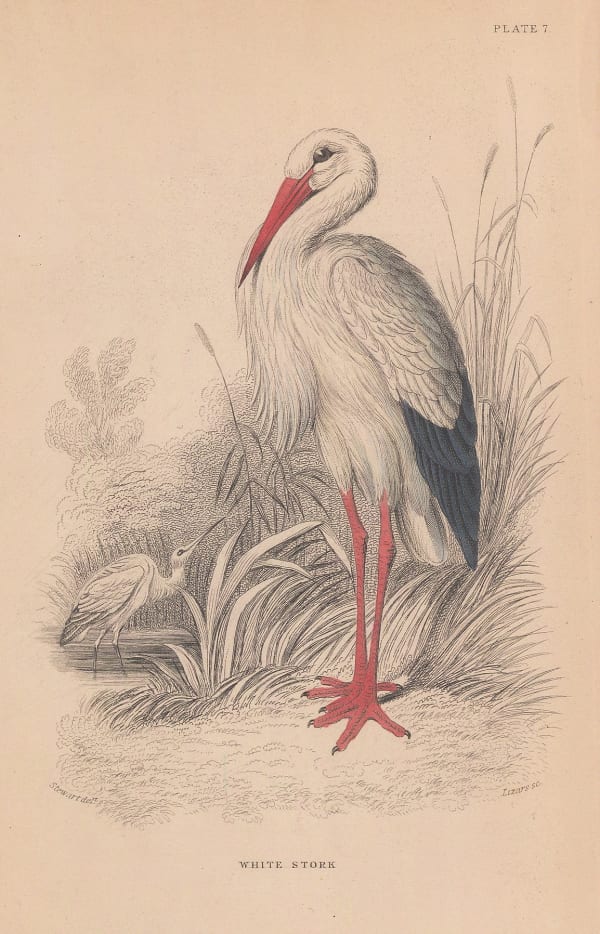 Sir William Jardine, Stork - White Stork, 1843
