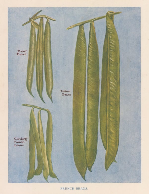 John Wright, Vegetables - Beans, 1890