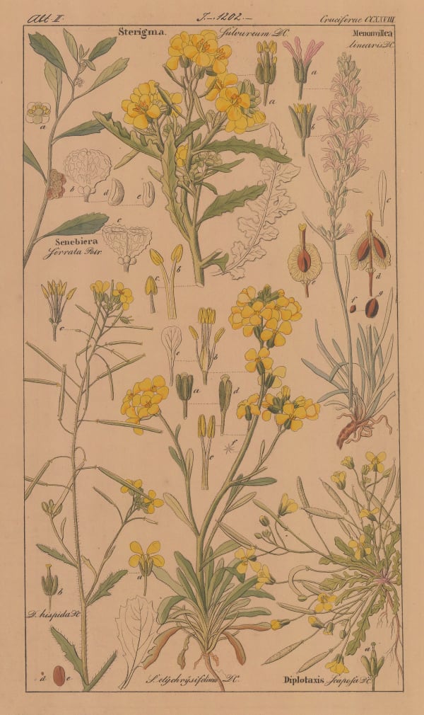 David Dietrich, Cruciferae, 1835