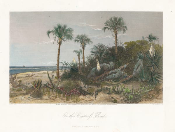 Picturesque America, Florida - On the Coast, 1872