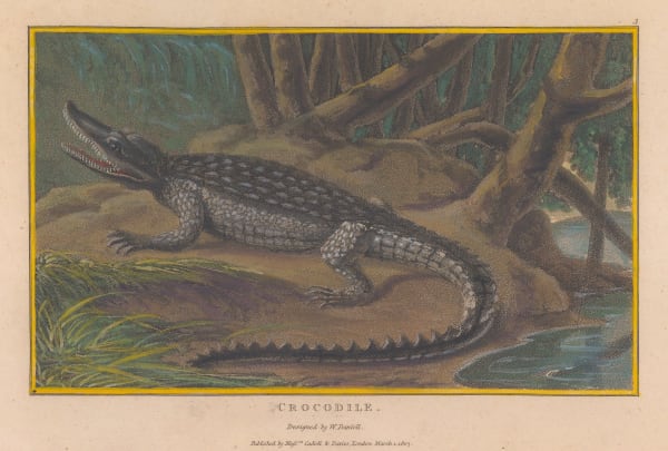 William Daniell, Crocodile, 1807