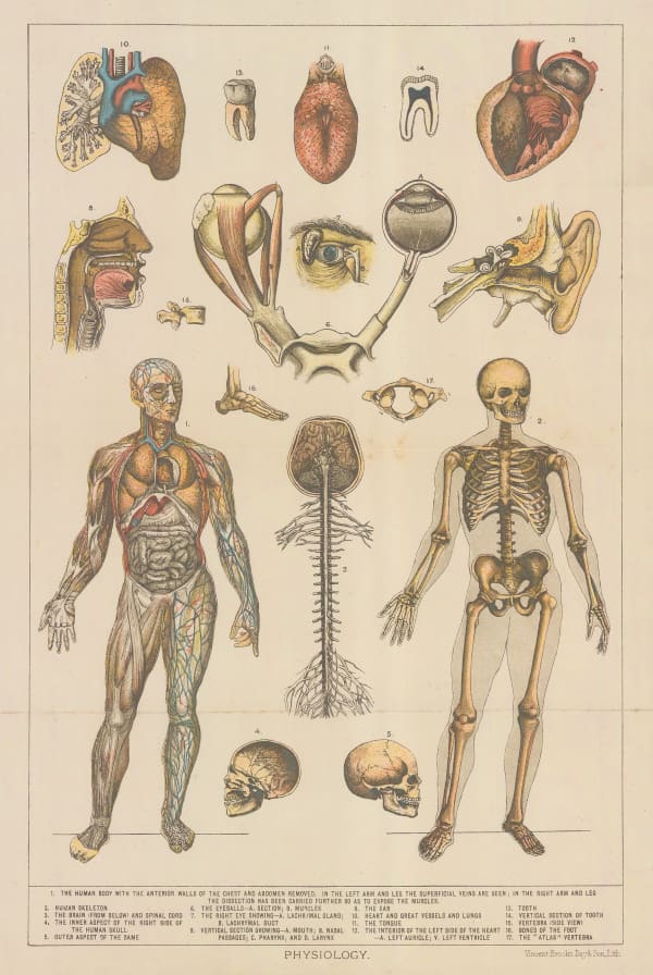 Vincent Brooks Day & Son, Anatomy - Physiology, 1885 c.