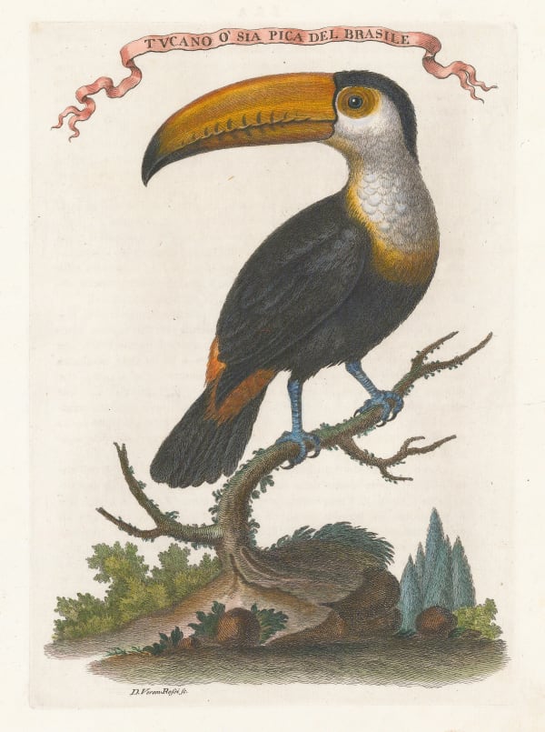 Marco Coltellini, Toco Toucan, 1763