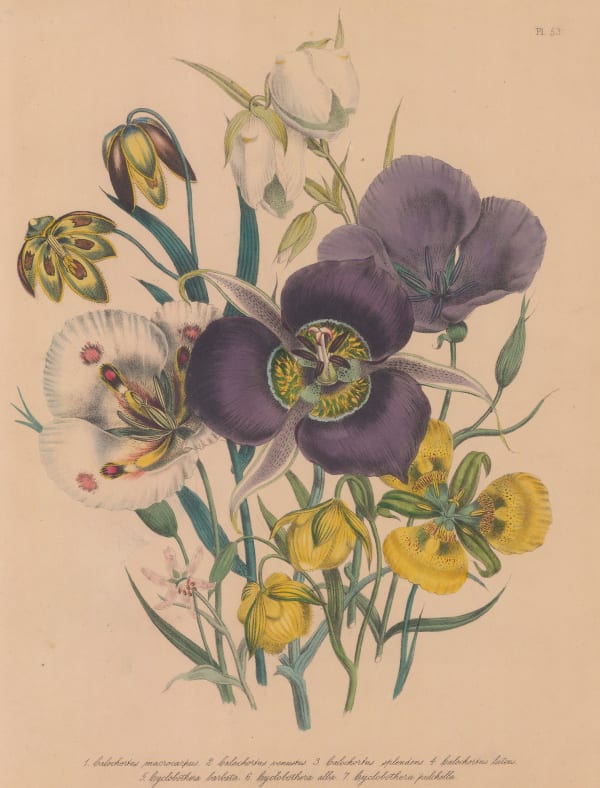 Jane Webb Loudon, Calochortus and Cyclobothera, 1844 c.