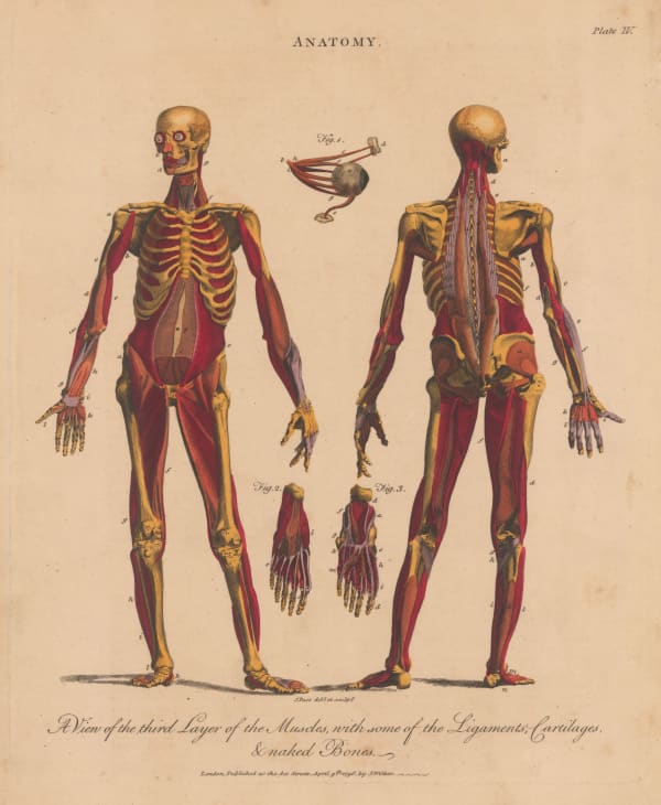 John Wilkes, Anatomy - Myology, 1829