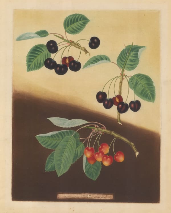 George Brookshaw, Cherries, 1812