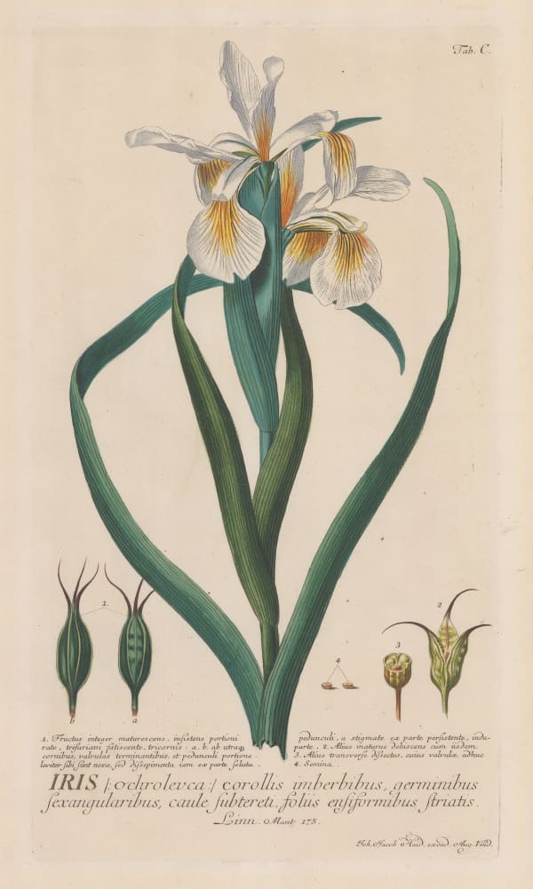 George Dionysus Ehret, Iris, 1773