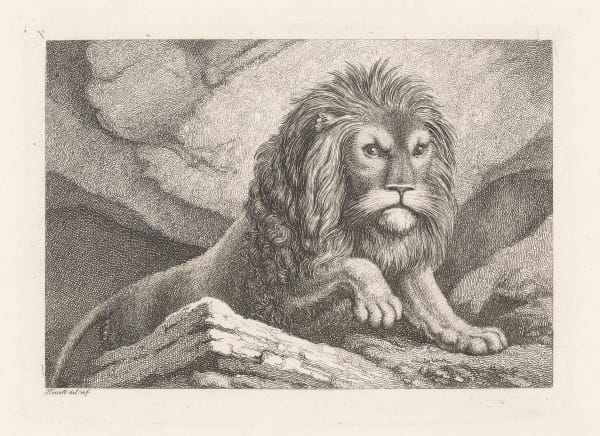 Samuel Howitt, Lion, 1911 c.