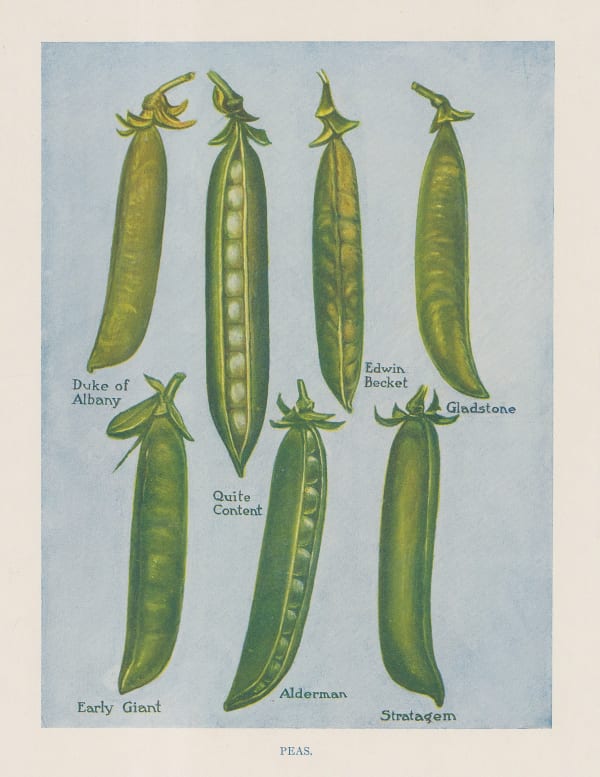 John Wright, Vegetables - Peas, 1890