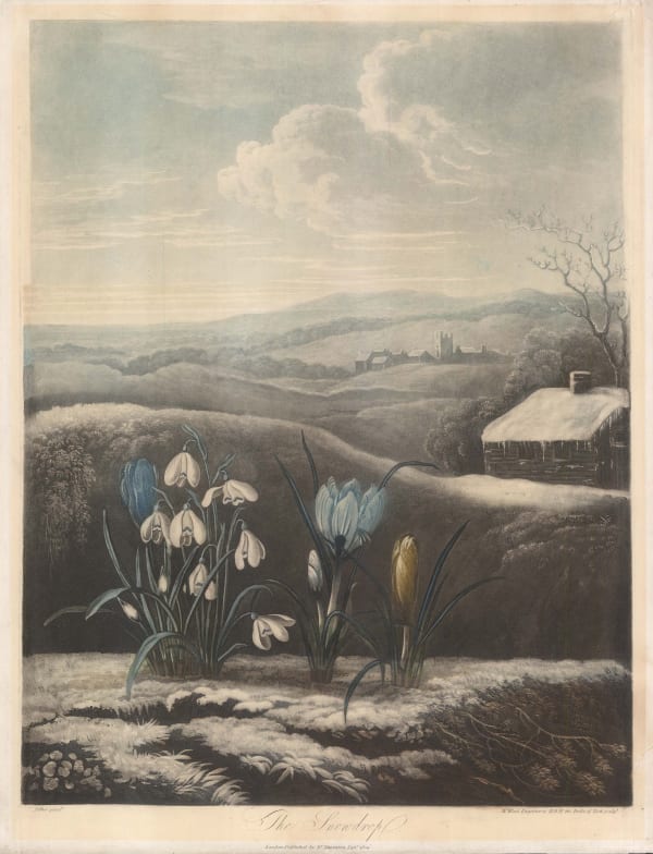 Dr. Robert Thornton, Snowdrop, 1804