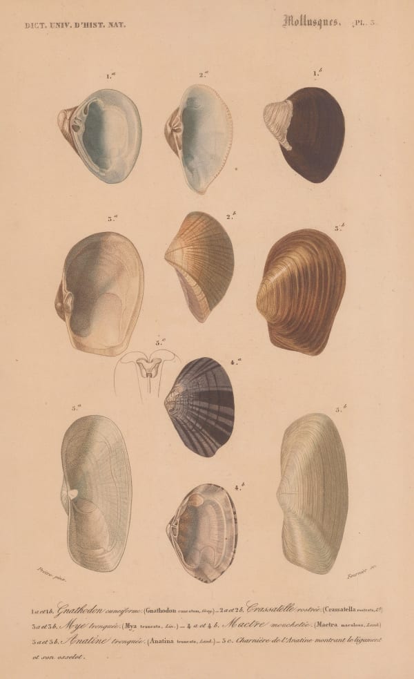 Charles d'Orbigny, Shells - Mollusks, 1849