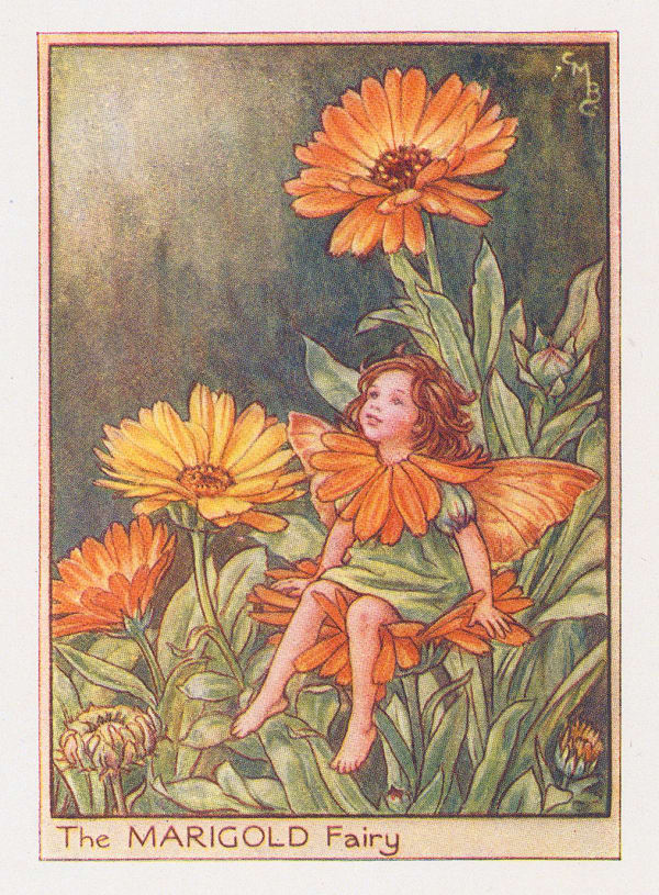Cicely Mary Barker, Fairies - Marigold Fairy, 1944
