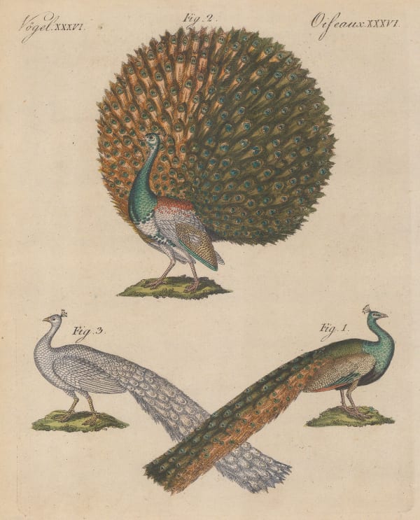 Friedrich Justin Bertuch, Peacocks, 1798