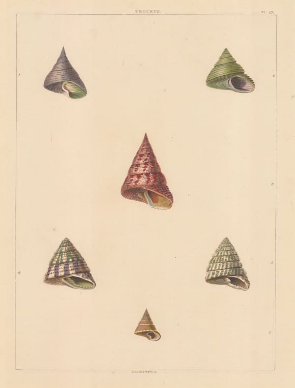 George Perry, Shells - Univalves, 1811