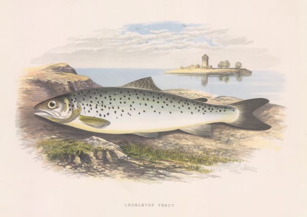 William Houghton, Fishing - Trout, 1879