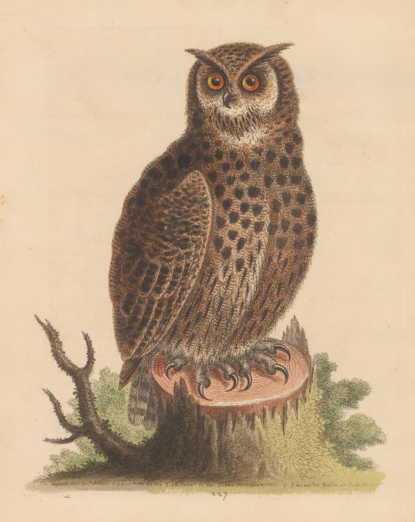 George Edwards, Owl - Horned Owl, 1758