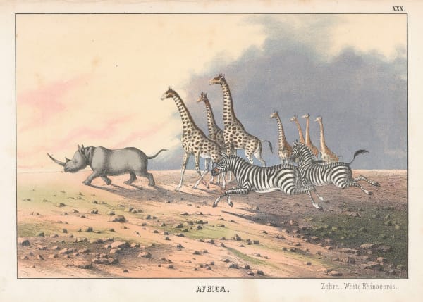Edmonston & Douglas, Rhinoceros, Giraffes and Zebras, 1860