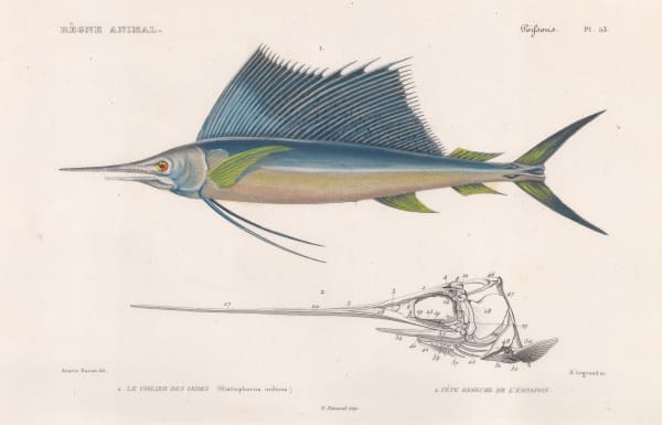Baron Georges Cuvier, Sailfish, 1849